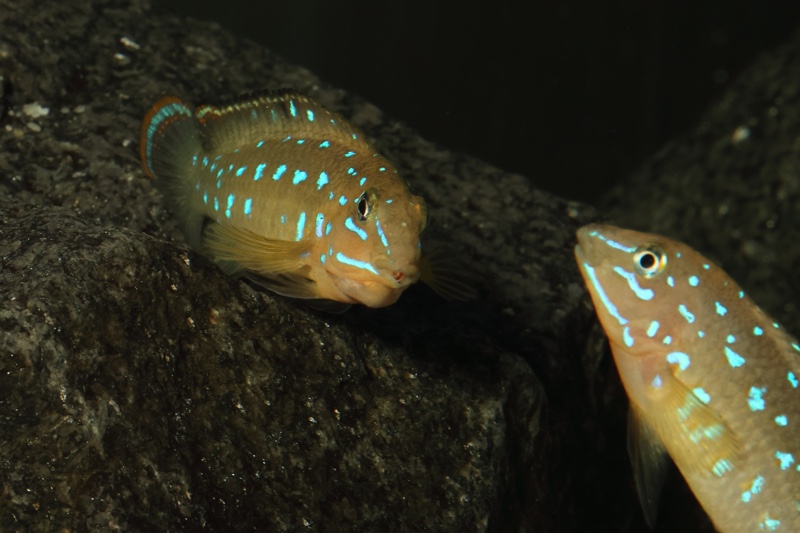 Tanganicodus sp. 'kavalla' Kibige Island